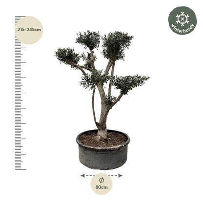 Olivenbaum  Pompon - 210cm- Ø80