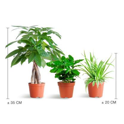 Tierfreundliche Plant Box - klein - ohne Dekotopf - Ø12