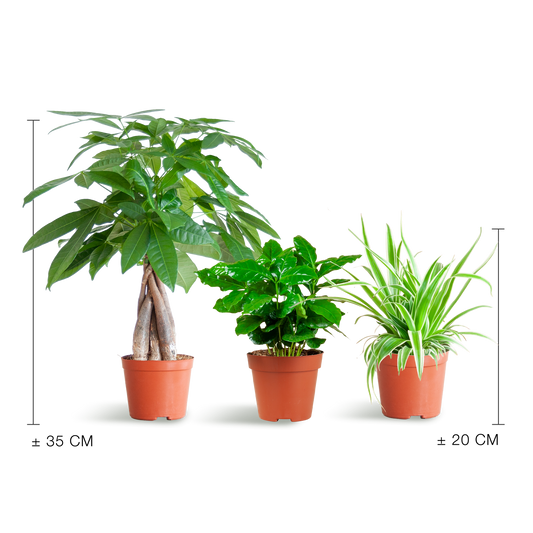 Tierfreundliche Plant Box - klein - ohne Dekotopf - Ø12