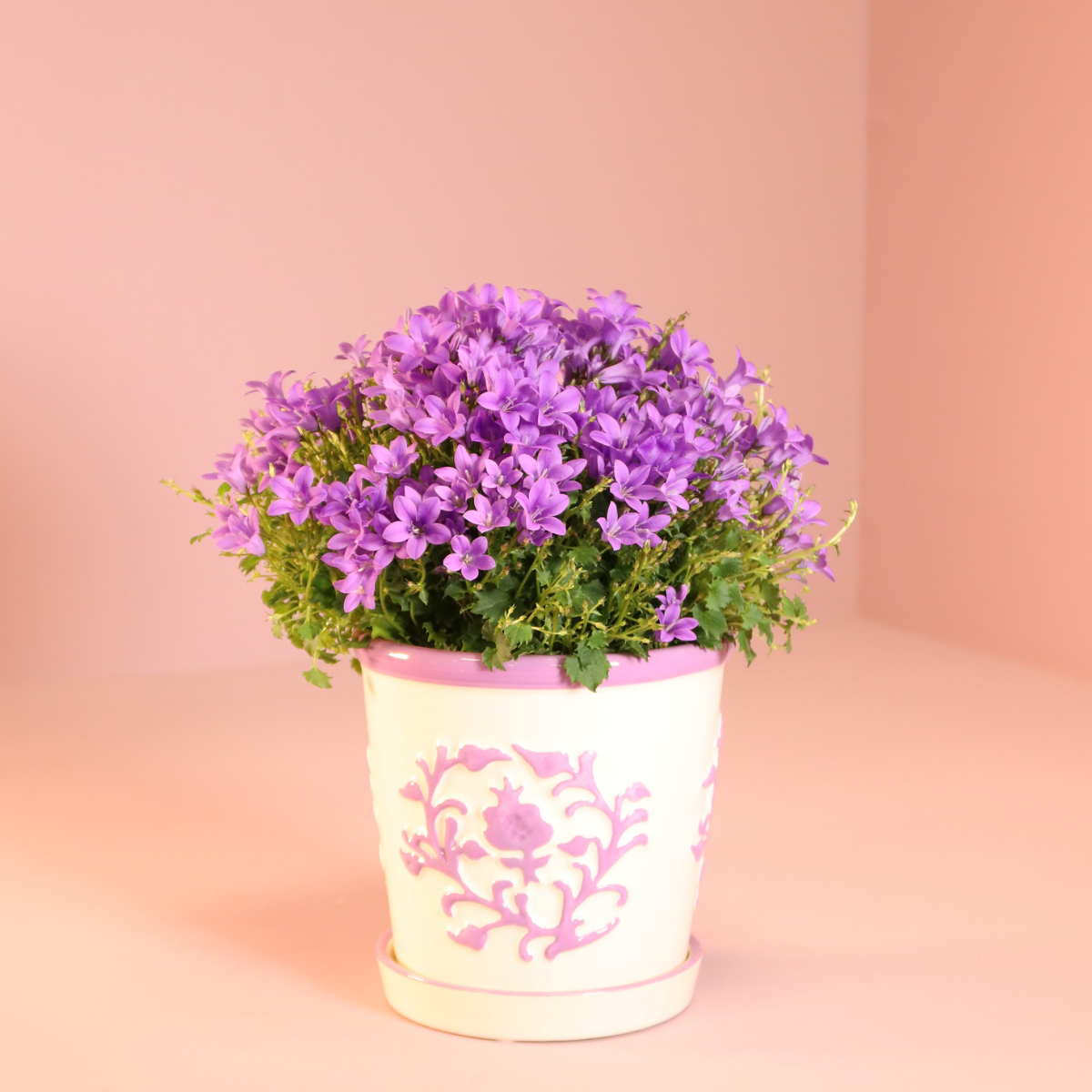 2x Campanula Addenda Ambella Intense Purple in Malaga-Dekotöpfen – Topfgröße 12 cm – Staude – winterhart