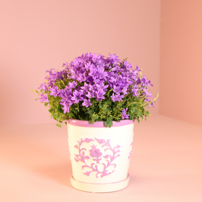 2x Campanula Addenda Ambella Intense Purple in Malaga-Dekotöpfen – Topfgröße 12 cm – Staude – winterhart