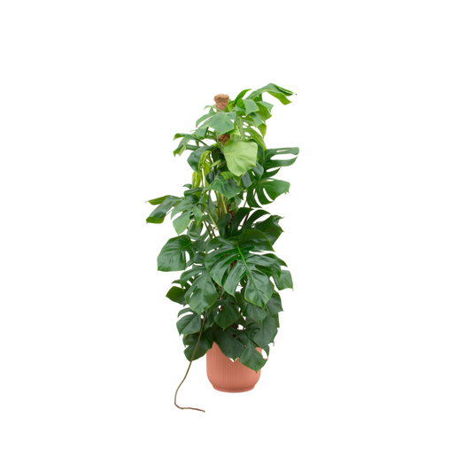 Monstera Pertusum XL + elho Jazz Round Übertopf ( rosa Ø30 cm) – 150 cm