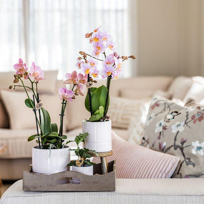Rosa Phalaenopsis Orchidee - Andorra - Topfgröße Ø9cm | blühende Zimmerpflanze - frisch vom Züchter