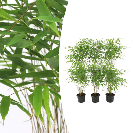 6x Gartenbambus 'Rufa'  Ø13 cm - ↕25 cm Bamboe