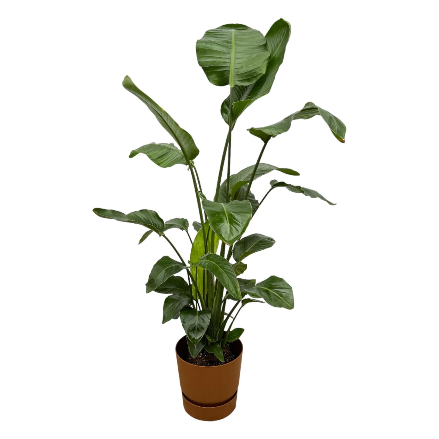 Strelitzia Nicolai  inklusive elho Greenville Round bruin - 160cm - Ø30