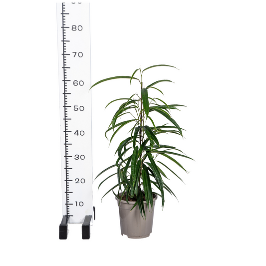 Ficus Binnendijkii Alii Ø17cm - ↕60 - 80cm