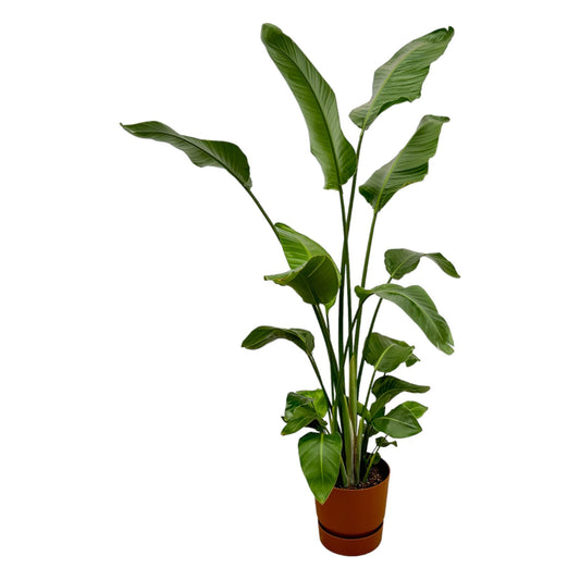 Strelitzia Nicolai  inklusive elho Greenville Round bruin - 180 cm - Ø30