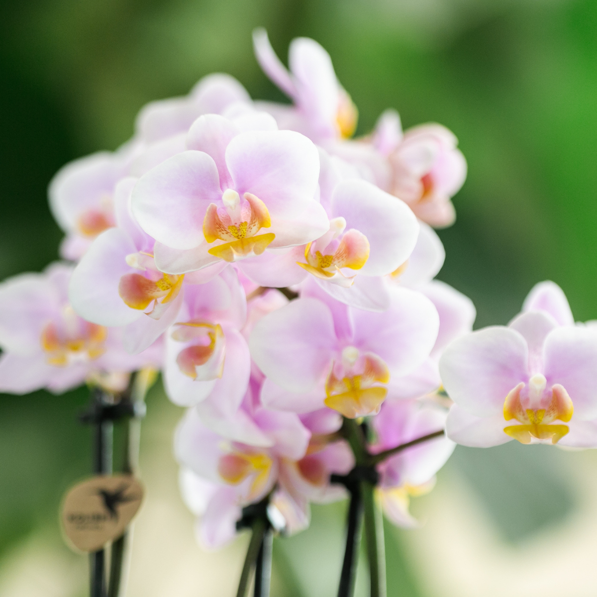 Kolibri Orchids | COMBI DEAL van 4 Roze phalaenopsis orchideeën - Andorra - potmaat Ø9cm | bloeiende kamerplant - vers van de kweker