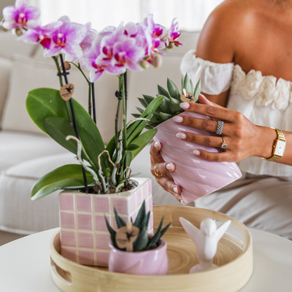 Rosa Phalaenopsis Orchidee - Mineral Rotterdam - Ø9cm  - frisch vom Züchter
