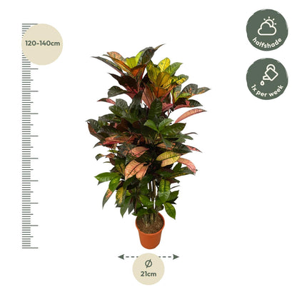 Codiaeum (Croton) Iceton verzweigt - 120 cm - Ø24cm