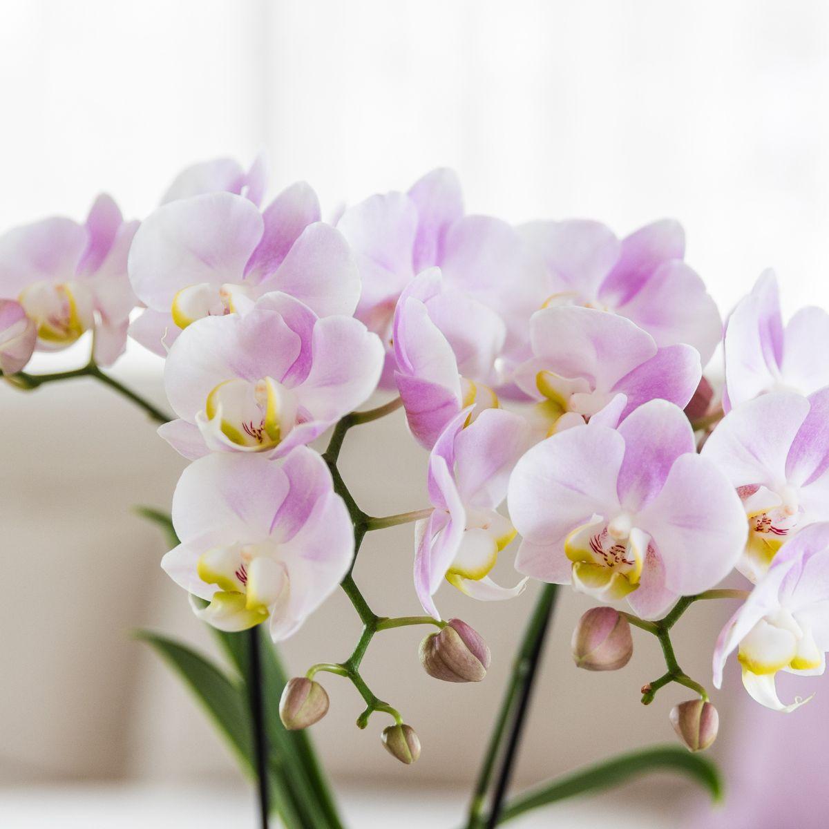 Kolibri Company | Pflanzenset Valentinstag 'Candy' | Rosa Phalaenopsis Orchidee Portugal und Sukkulente inkl. Keramik-Dekotöpfen