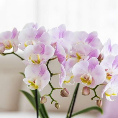 Kolibri Company | Pflanzenset Valentinstag 'Candy' | Rosa Phalaenopsis Orchidee Portugal und Sukkulente inkl. Keramik-Dekotöpfen