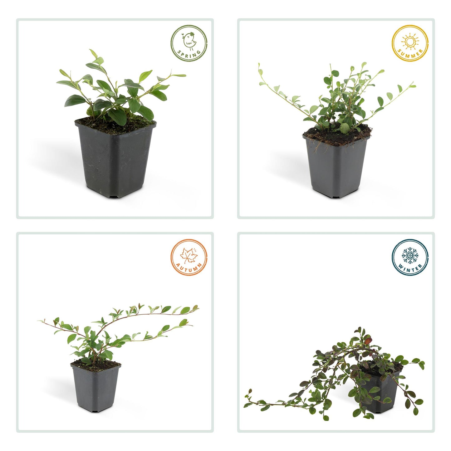 6x Teppichmispel 'Major'- ↕25cm - Ø9cm