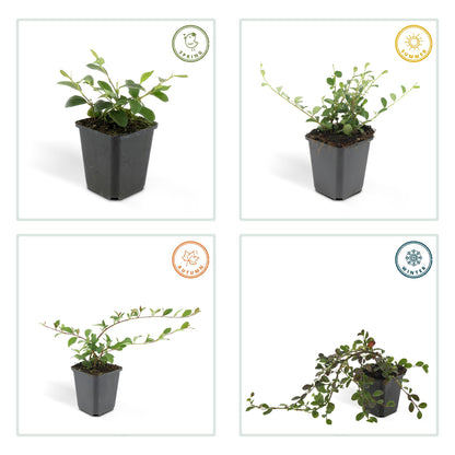 6x Teppichmispel 'Major'- ↕25cm - Ø9cm