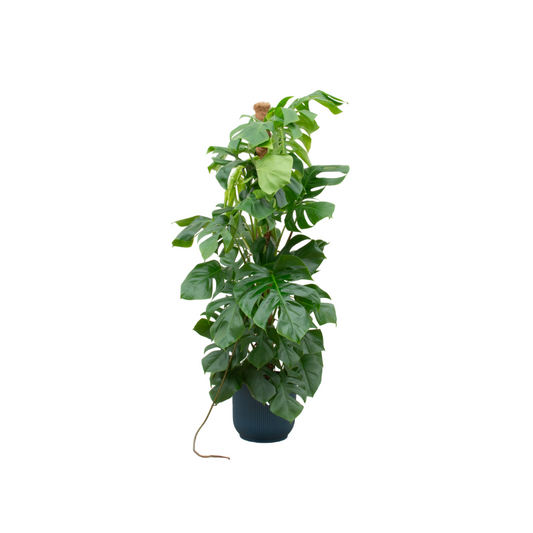 Monstera Pertusum XL + elho Jazz Round Übertopf ( blau Ø30 cm) – 150 cm