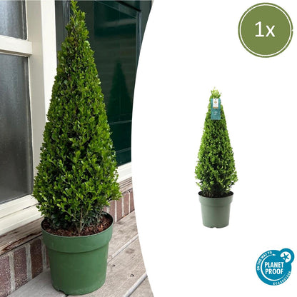 1x Ilex Pyramide 55 cm hoch |  Ø  21 cm