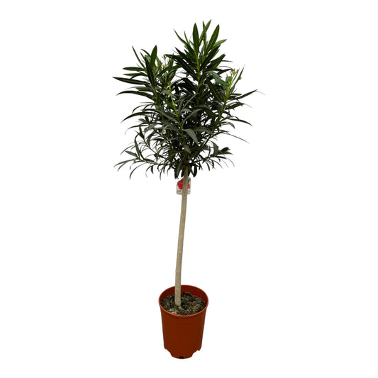 Nerium Oleander rote Blüten - 190 cm - Ø31cm
