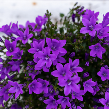 2x Campanula Addenda Ambella Intense Purple in Malaga-Dekotöpfen – Topfgröße 12 cm – Staude – winterhart