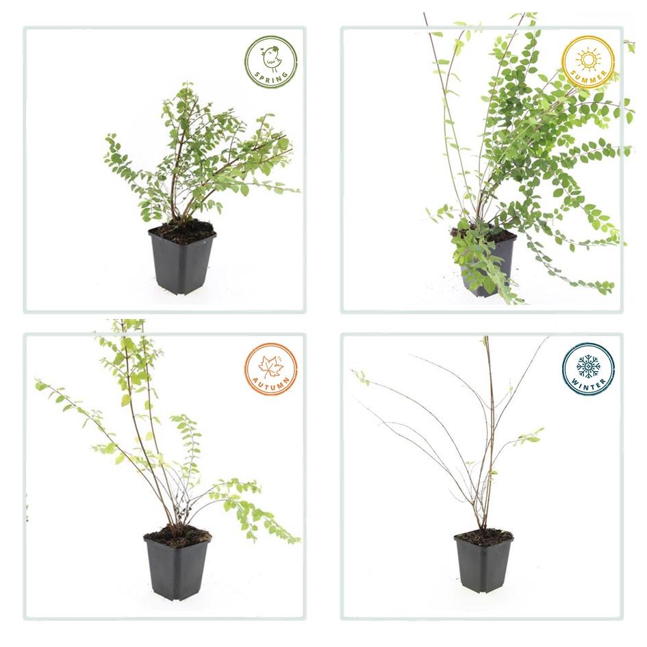 60x Zwerg-Schneebeere 'Hancock' - ↕10-25cm - Ø9cm