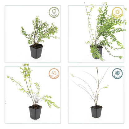 60x Zwerg-Schneebeere 'Hancock' - ↕10-25cm - Ø9cm