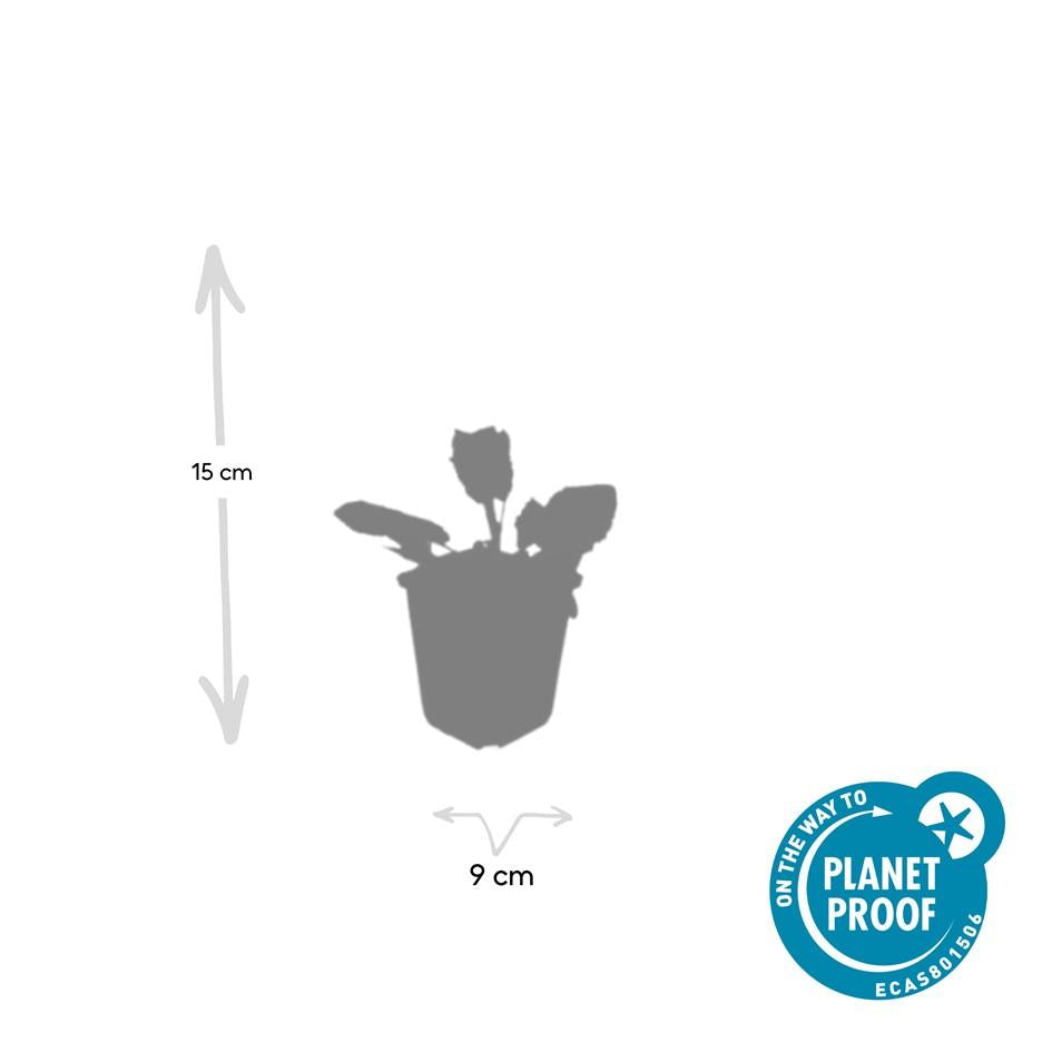 6x Steppensalbei 'Mainacht' - ↕10-25cm - Ø9cm