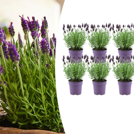 6x Schopflavendel 'Anouk'® - 12 cm pot - Set van 6 Franse Lavendels