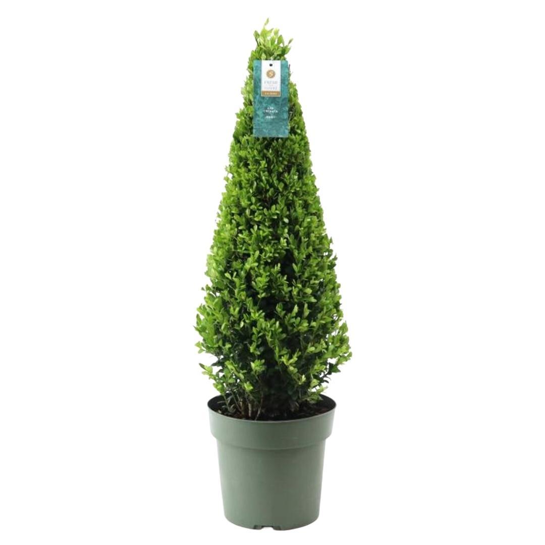 1x Ilex Pyramide 55 cm hoch |  Ø  21 cm