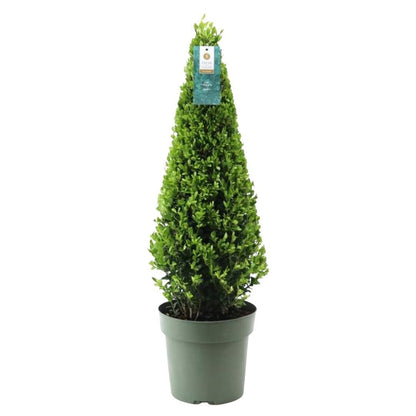 1x Ilex Pyramide 55 cm hoch |  Ø  21 cm