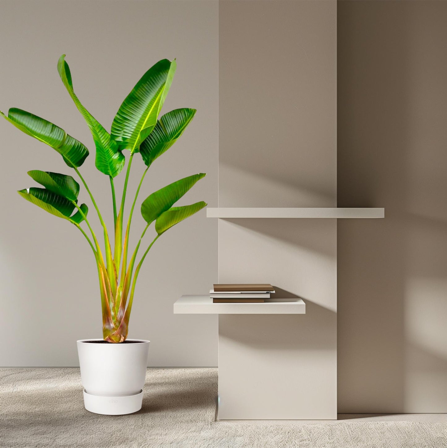 Strelitzia Augusta - 160 cm - Ø24