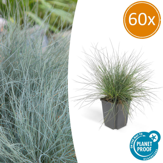 60x Blauschwingel 'Elijah Bleu' - ↕10-25cm - Ø9cm