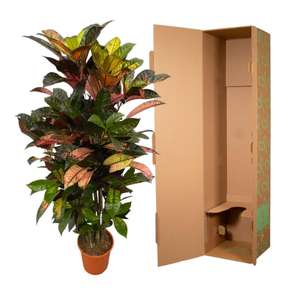 Codiaeum (Croton) Iceton verzweigt - 120 cm - Ø24cm