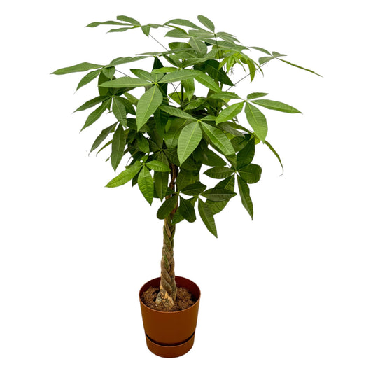 Pachira Aquatica (Geldbaum)  inklusive elho Greenville Topf rund braun - 160cm - Ø30