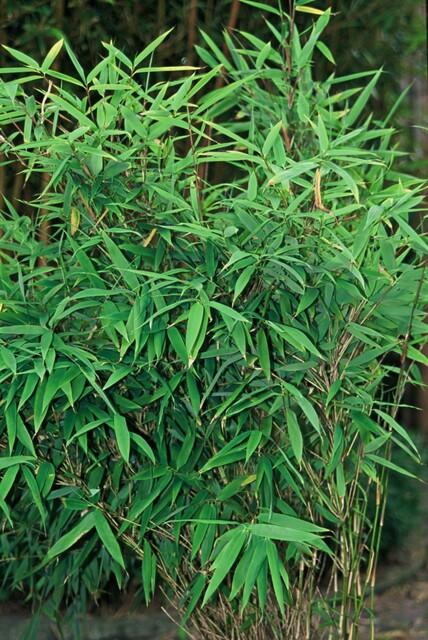 6x Gartenbambus 'Rufa'  Ø13 cm - ↕25 cm Bamboe