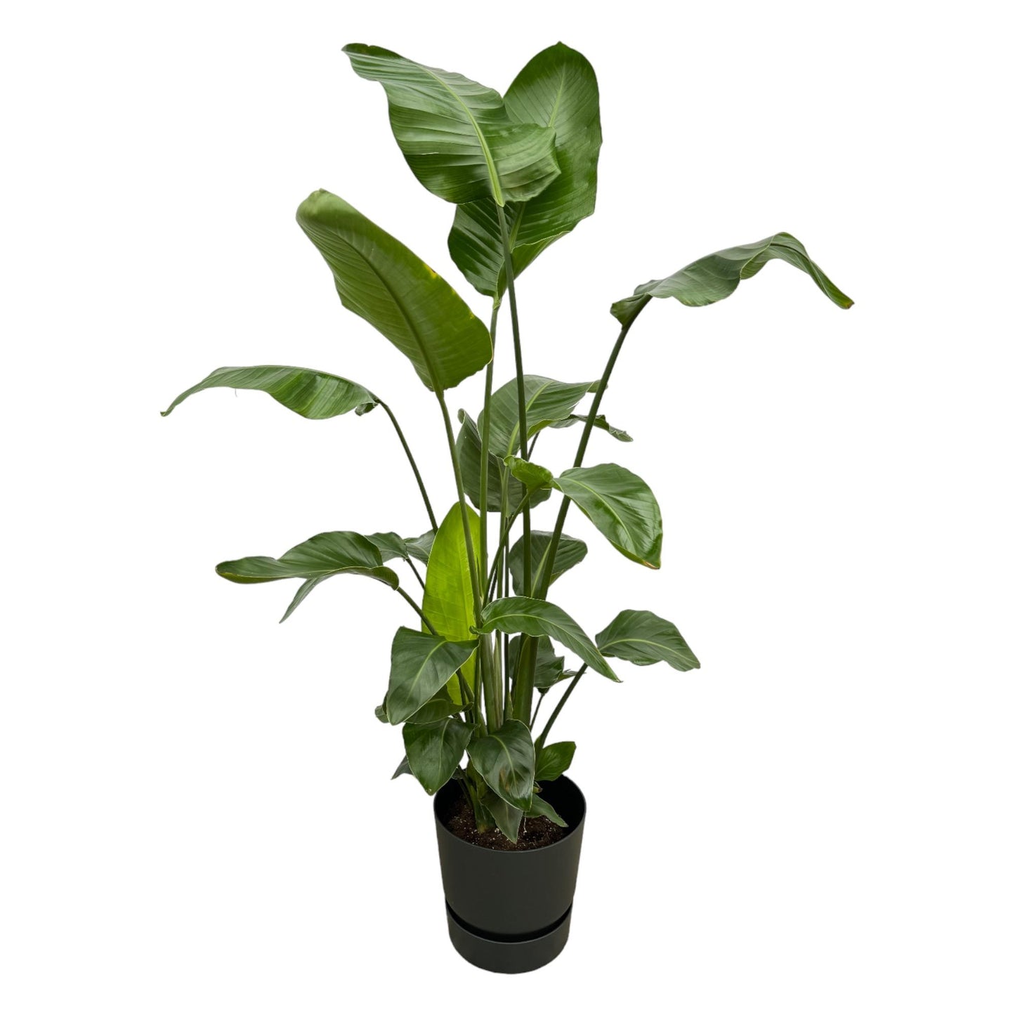 Strelitzia Nicolai  inklusive elho Greenville Round zwart - 160cm - Ø30