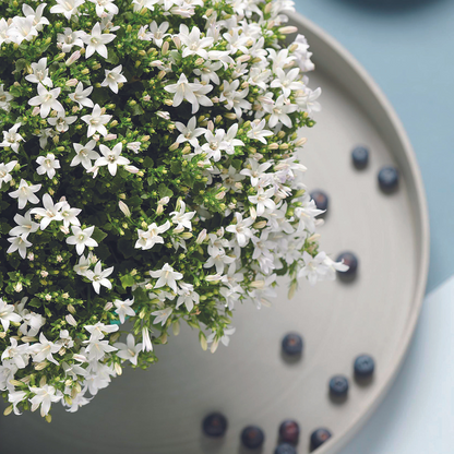 2x Campanula Addenda Ambella White in Berry-Dekotöpfen – Topfgröße 12 cm – Staude – winterhart