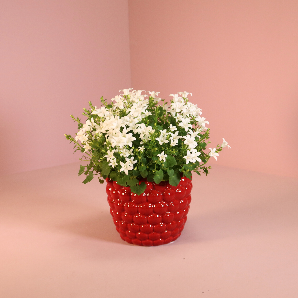 2x Campanula Addenda Ambella White in Berry-Dekotöpfen – Topfgröße 12 cm – Staude – winterhart