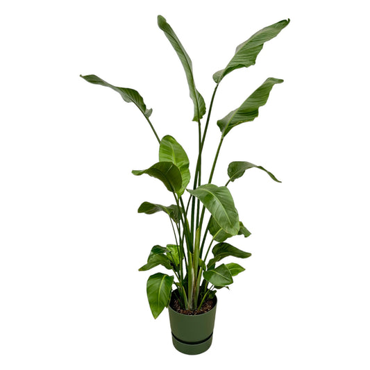 Strelitzia Nicolai  inklusive  elho Greenville Round groen - 180 cm - Ø30