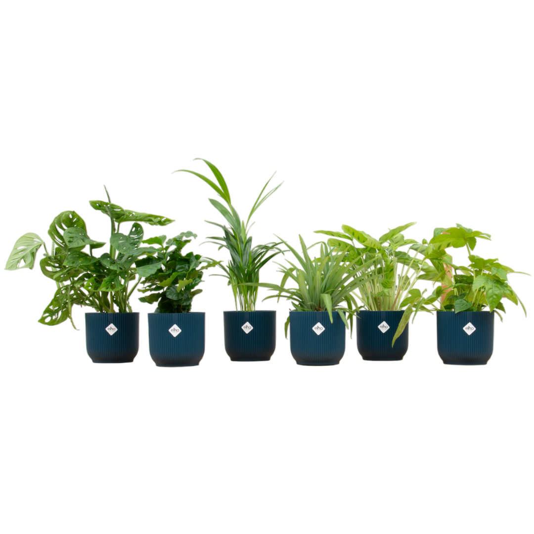 Verrassingsbox - 6 planten  inklusiveelho Vibes Fold Round Ø14 blauw