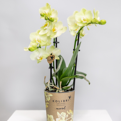 Gelbe Phalaenopsis-Orchidee Topfgröße Ø9cm|blühende Zimmerpflanze - frisch vom Züchter