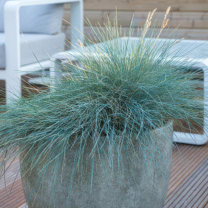 6x Blauschwingel 'Elijah Blue' - ↕10-25cm - Ø9cm