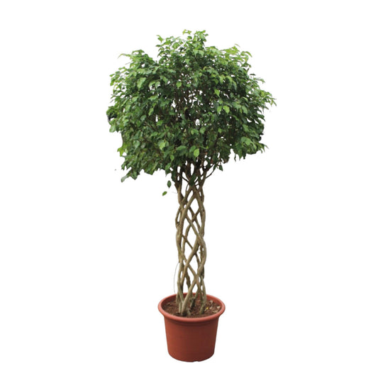 Ficus Benjamina Exotica geflochtener Stamm - 250 cm - ø55