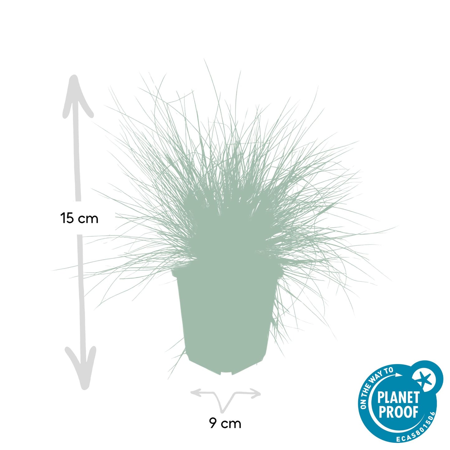 6x Blauschwingel 'Elijah Blue' - ↕10-25cm - Ø9cm