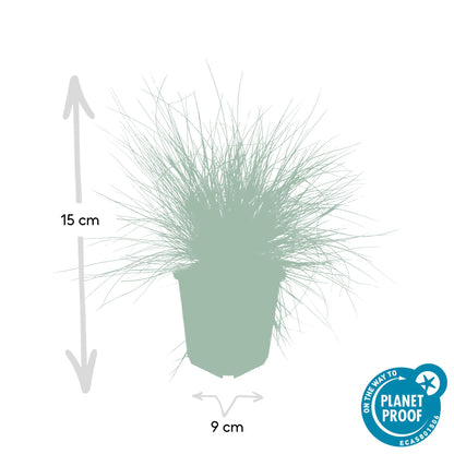 6x Blauschwingel 'Elijah Blue' - ↕10-25cm - Ø9cm
