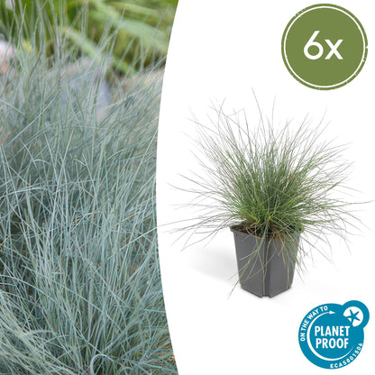 6x Blauschwingel 'Elijah Blue' - ↕10-25cm - Ø9cm