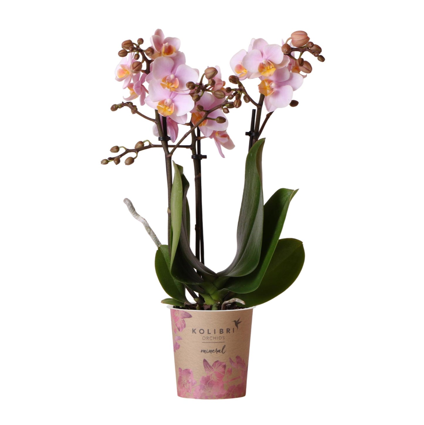 Rosa Phalaenopsis Orchidee - Andorra - Topfgröße Ø9cm | blühende Zimmerpflanze - frisch vom Züchter
