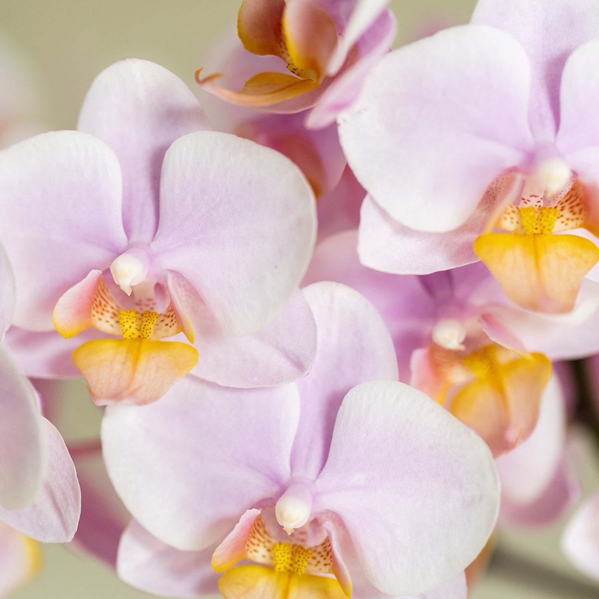 Kolibri Company | Pflanzenset Valentinstag 'Gradience Pink' | Rosa Phalaenopsis Orchidee Andorra und Sukkulente inkl. Keramik-Dekotöpfen