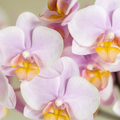 Kolibri Company | Pflanzenset Valentinstag 'Gradience Pink' | Rosa Phalaenopsis Orchidee Andorra und Sukkulente inkl. Keramik-Dekotöpfen
