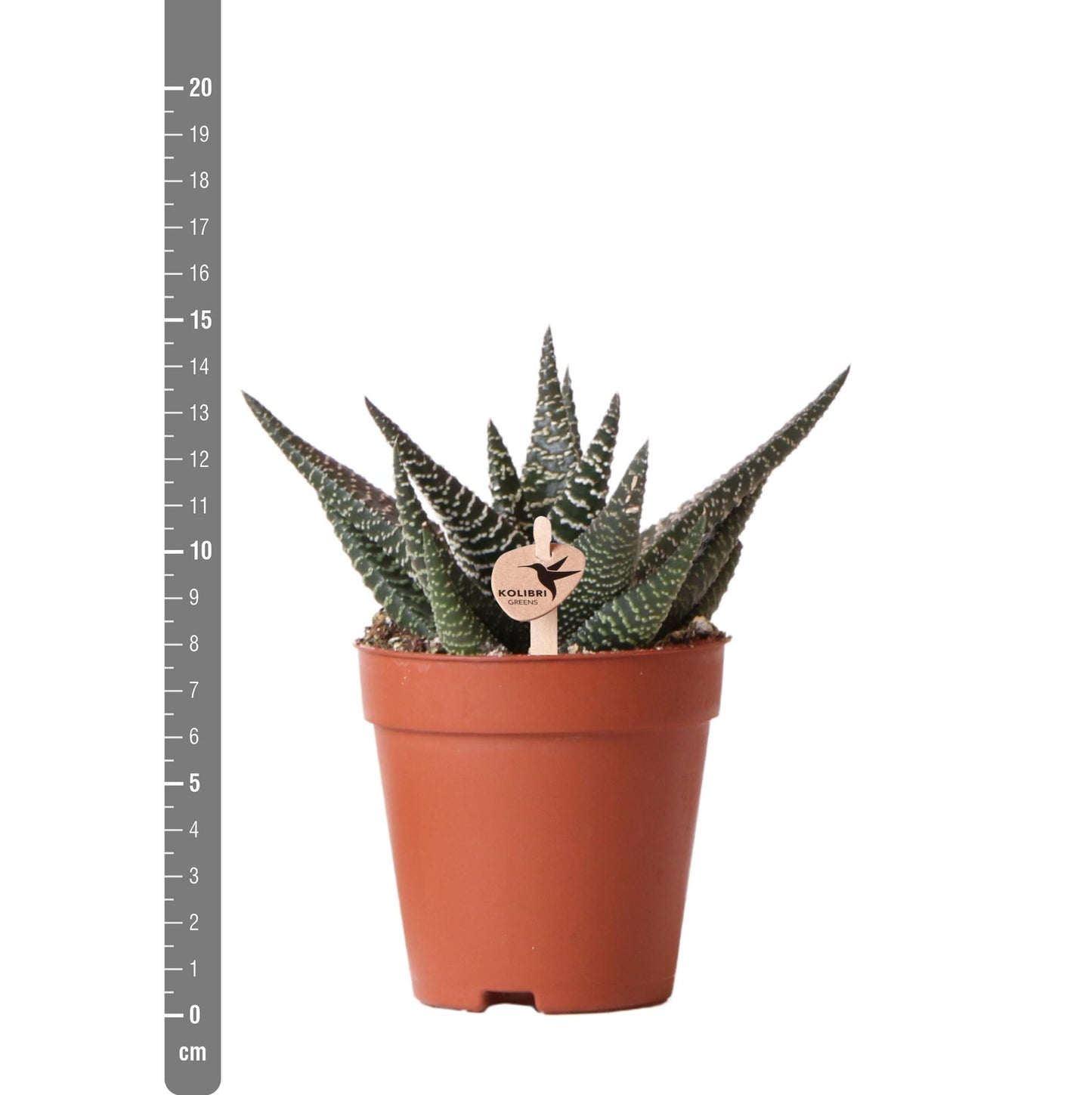 Sukkulente Haworthia Royal Highnness - Ø9cm - frisch aus der Gärtnerei