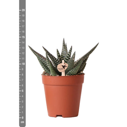 Sukkulente Haworthia Royal Highnness - Ø9cm - frisch aus der Gärtnerei
