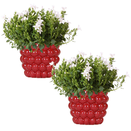 2x Campanula Addenda Ambella White in Berry-Dekotöpfen – Topfgröße 12 cm – Staude – winterhart